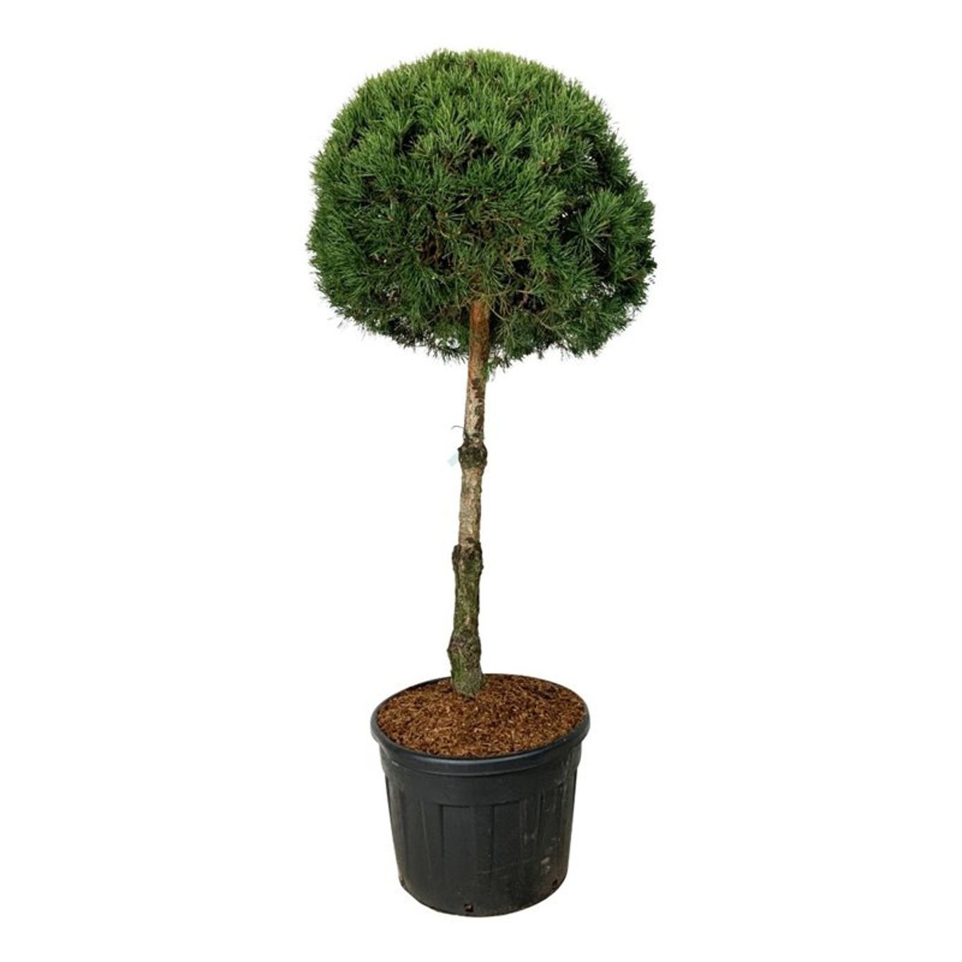 Pinus sylvestris, D 70