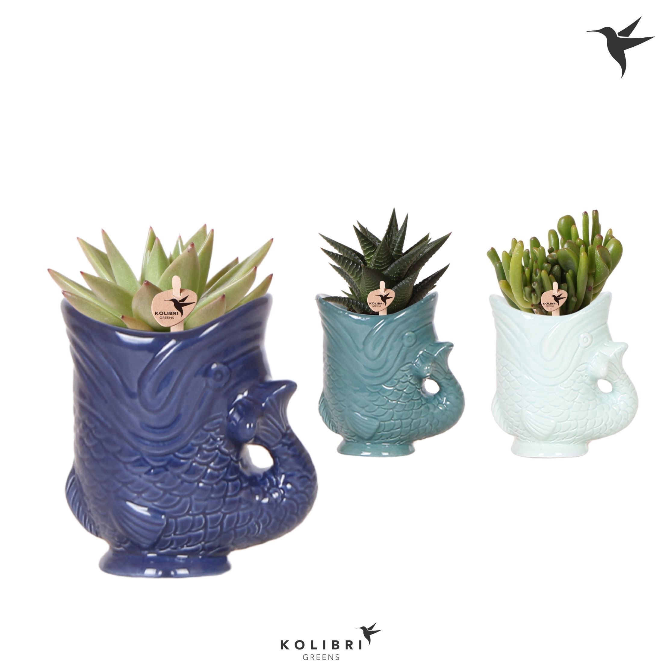 Kolibri Greens Succulenten mix in Fish pot blue mix, D 6