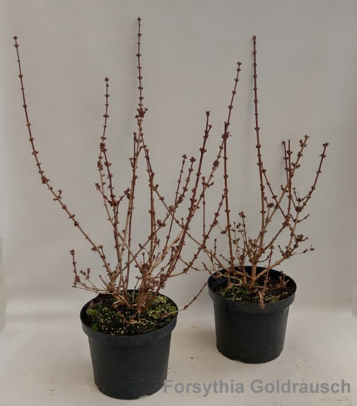 Forsythia intermedia 'Goldrausch' 29cm [minimum order: 10 plants], D 29