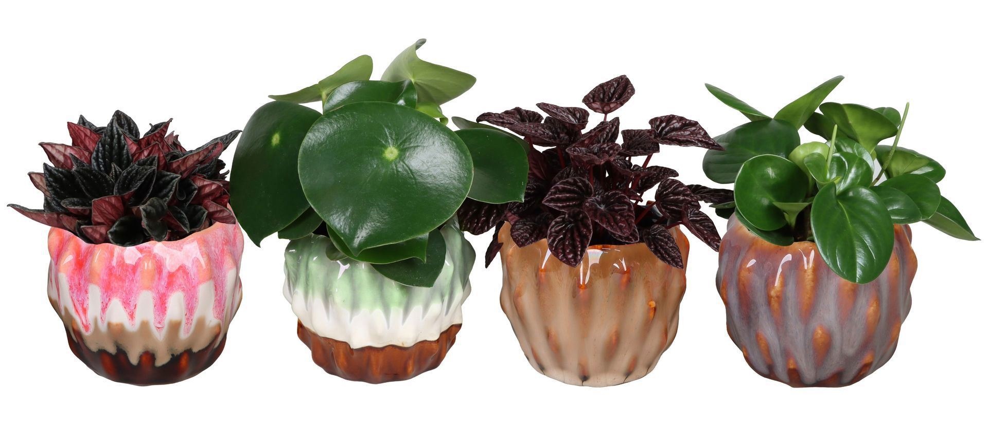 L 66670 With Peperomia Mix 12 cm, D 12