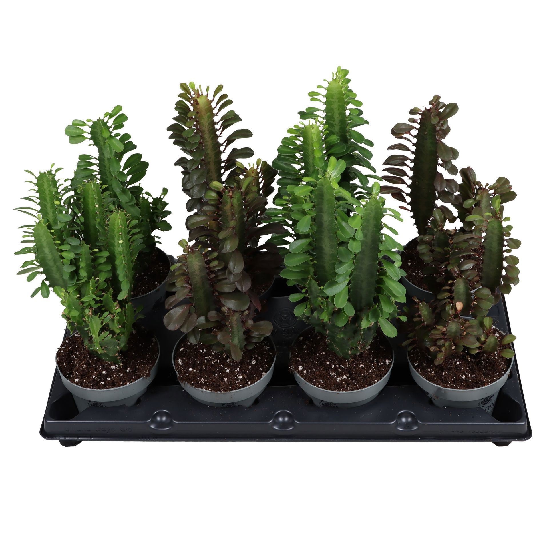 Euphorbia Trigona Bushy Mix 12 cm, D 12