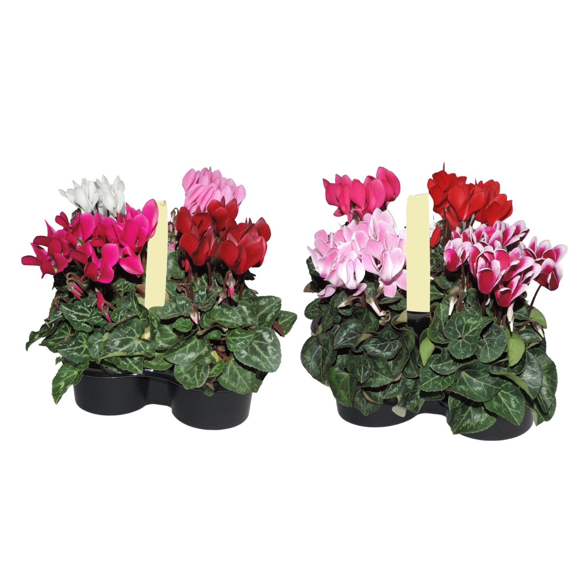 Cyclamen Super Serie 4-Pack, D 10,5