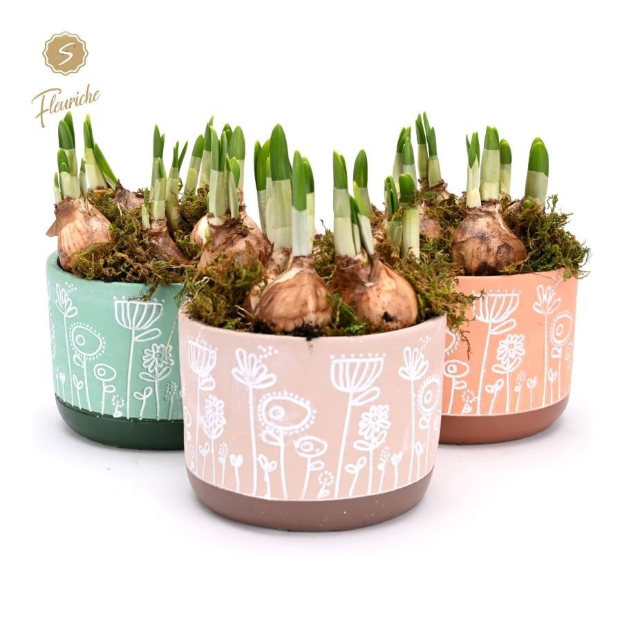 (3403) Narcissus FlowerTime [XL] 3PP Mos, D 15