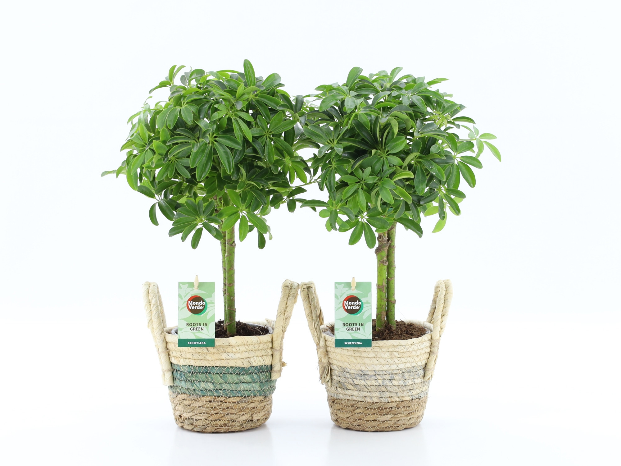 Schefflera Luseana in Noah Stripe, D 14