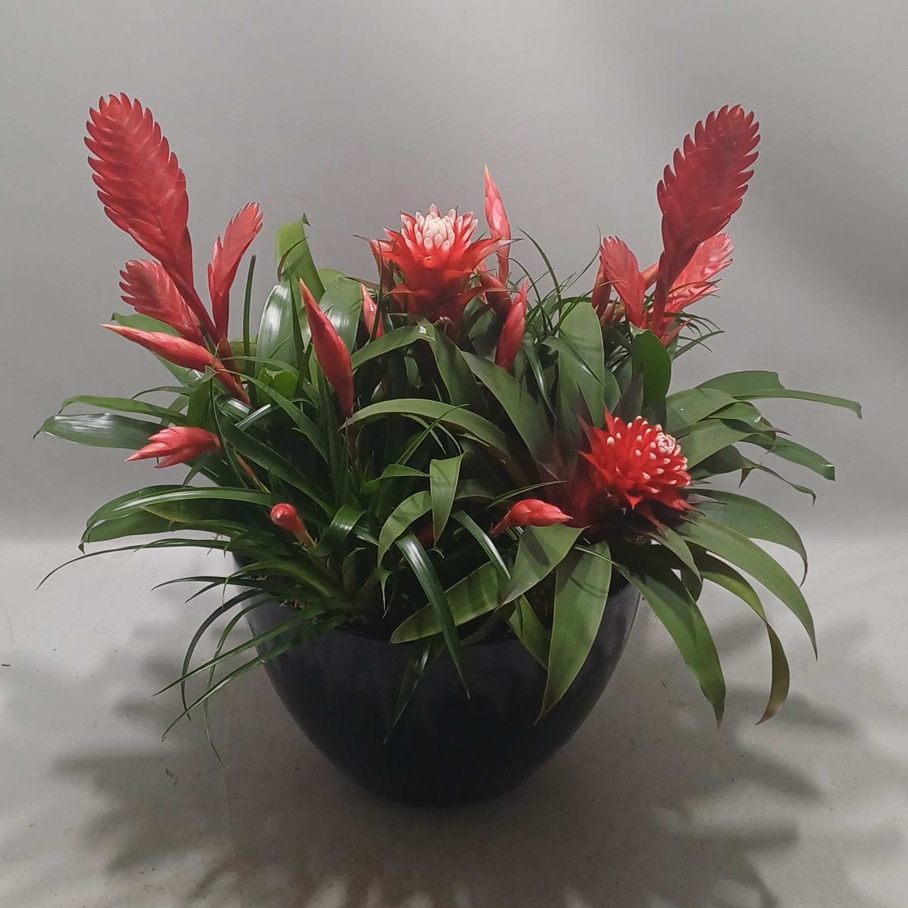 Coupe cannes X-mass, D 30 cm