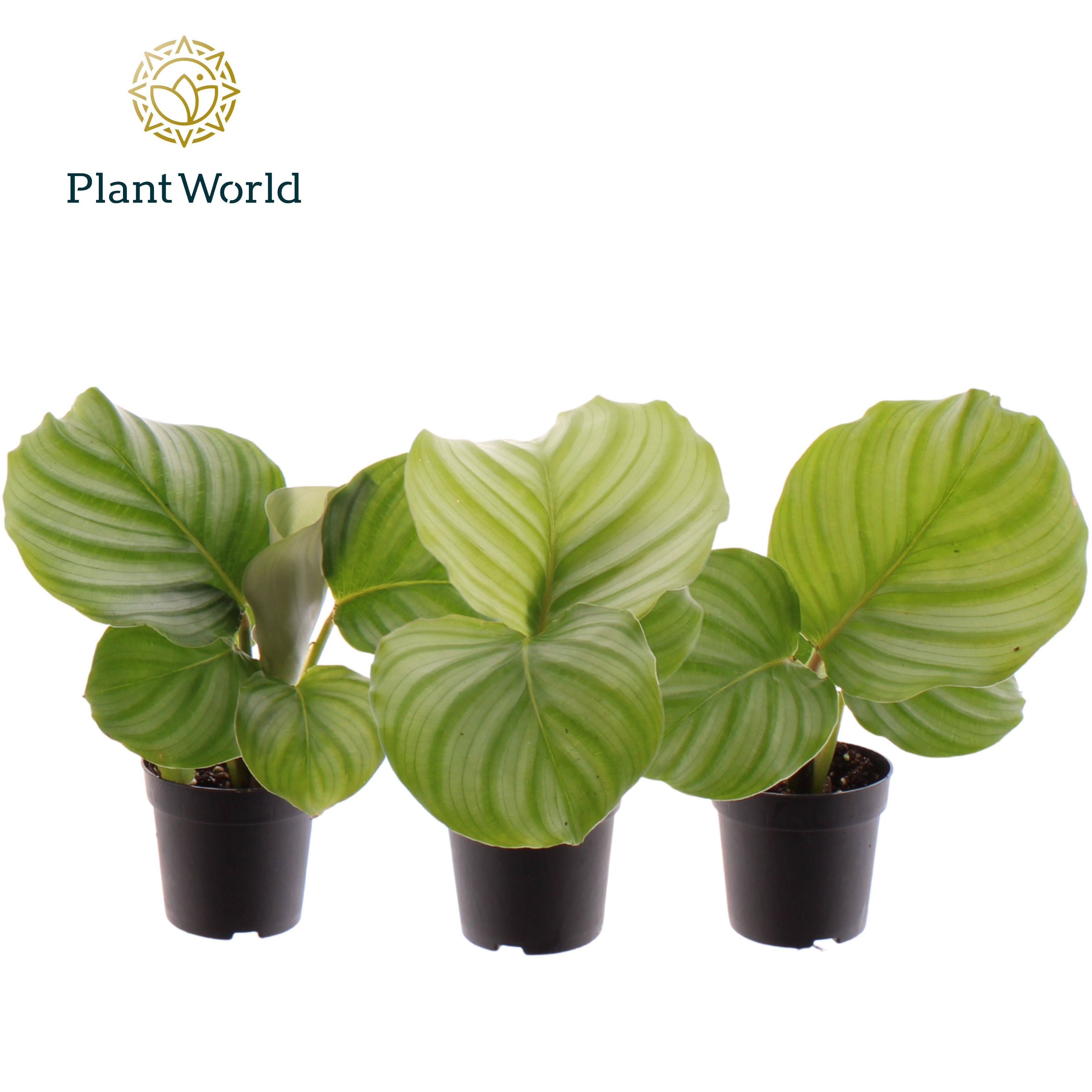 Calathea Orbifolia 7 cm, D 7