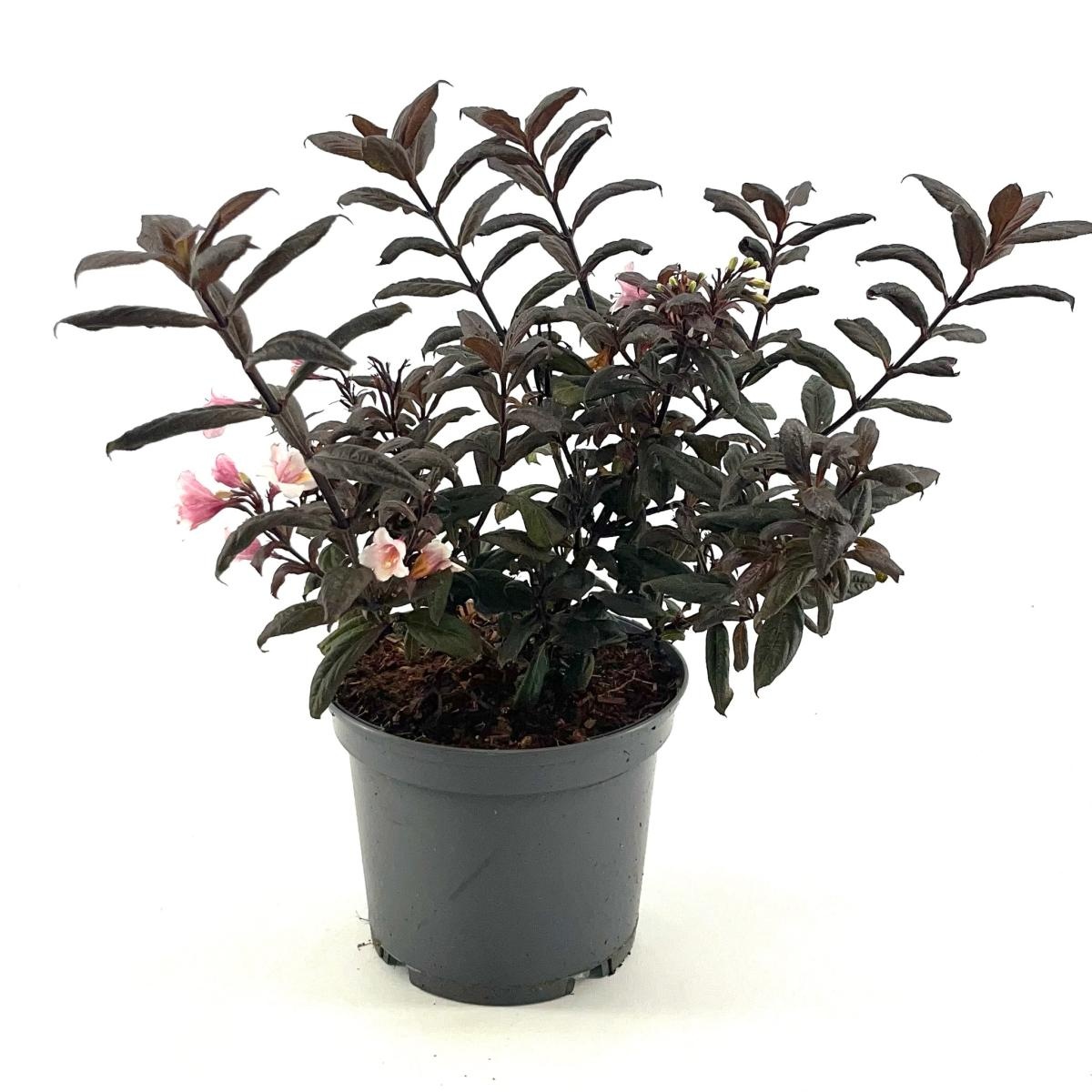 Weigela Vintage Love, D 19