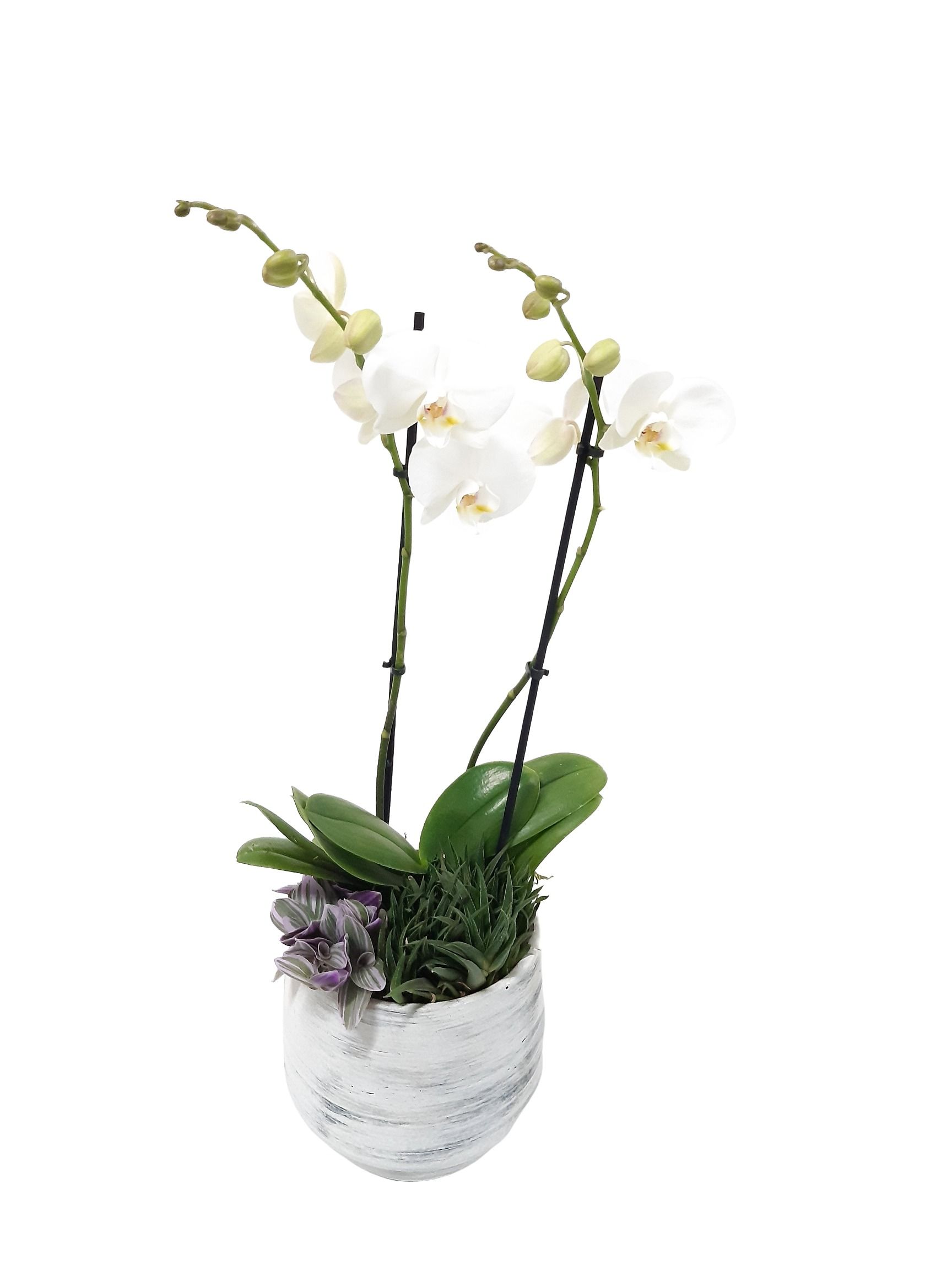 VPR18PHW Vintage pot 18cm Phalaenopsis Succulentmix, D 17