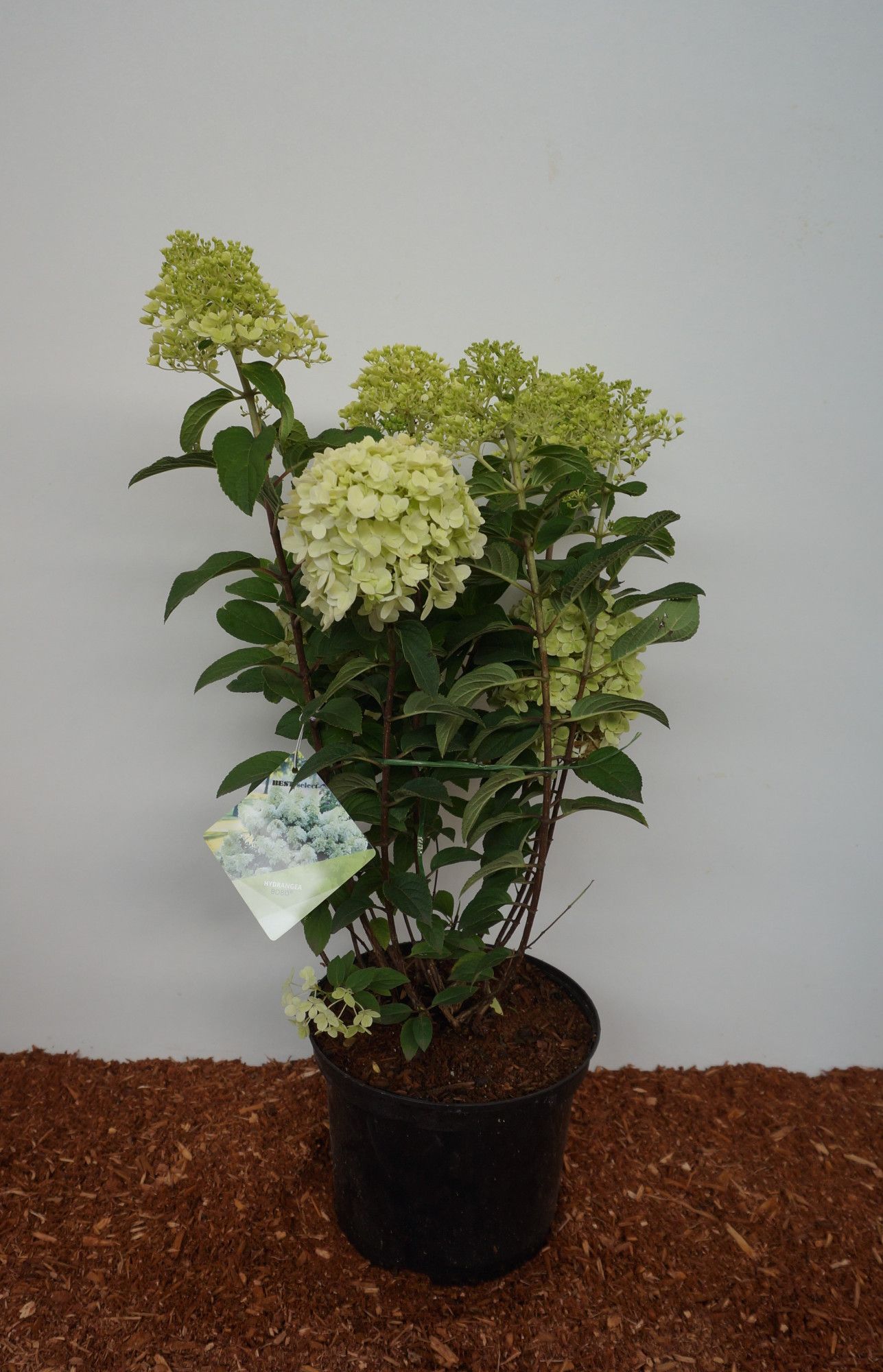 Hydrangea paniculata Bobo -R-, D 23