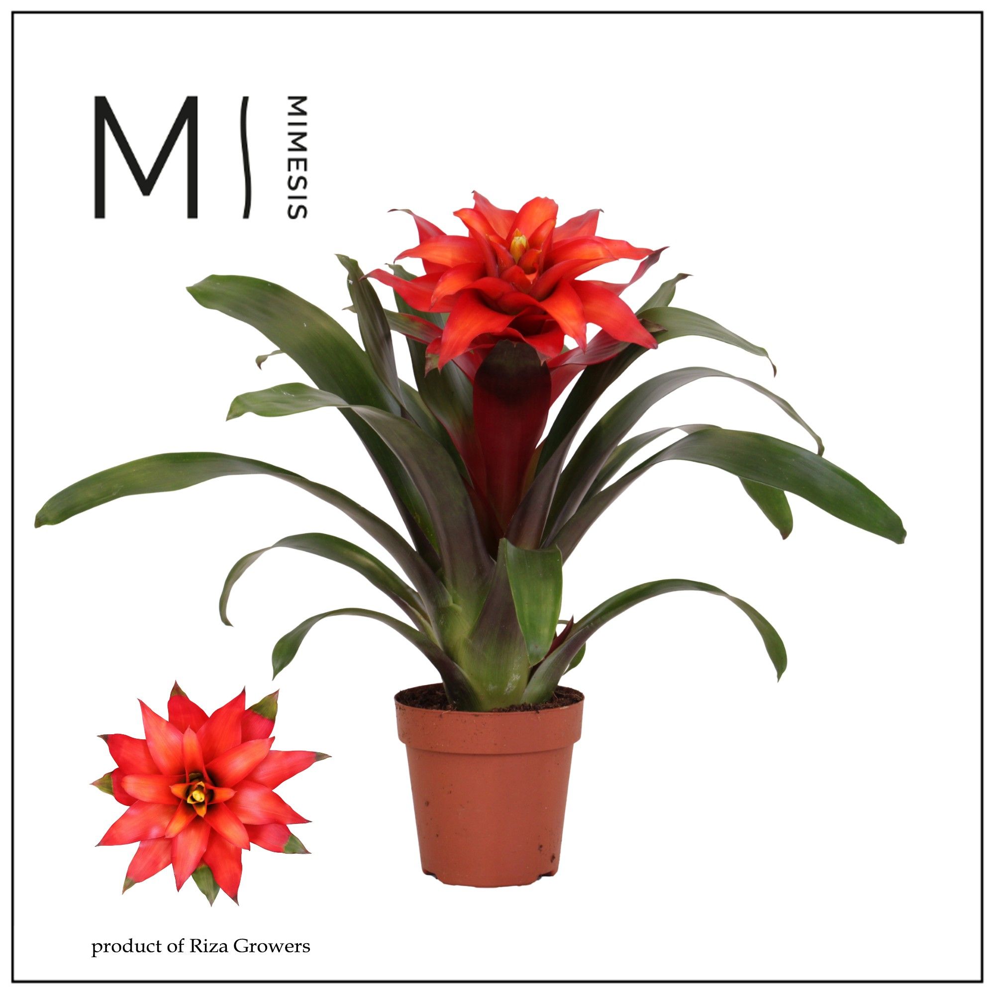 Guzmania Fiero Red - 12cm | Mimesis, D 12