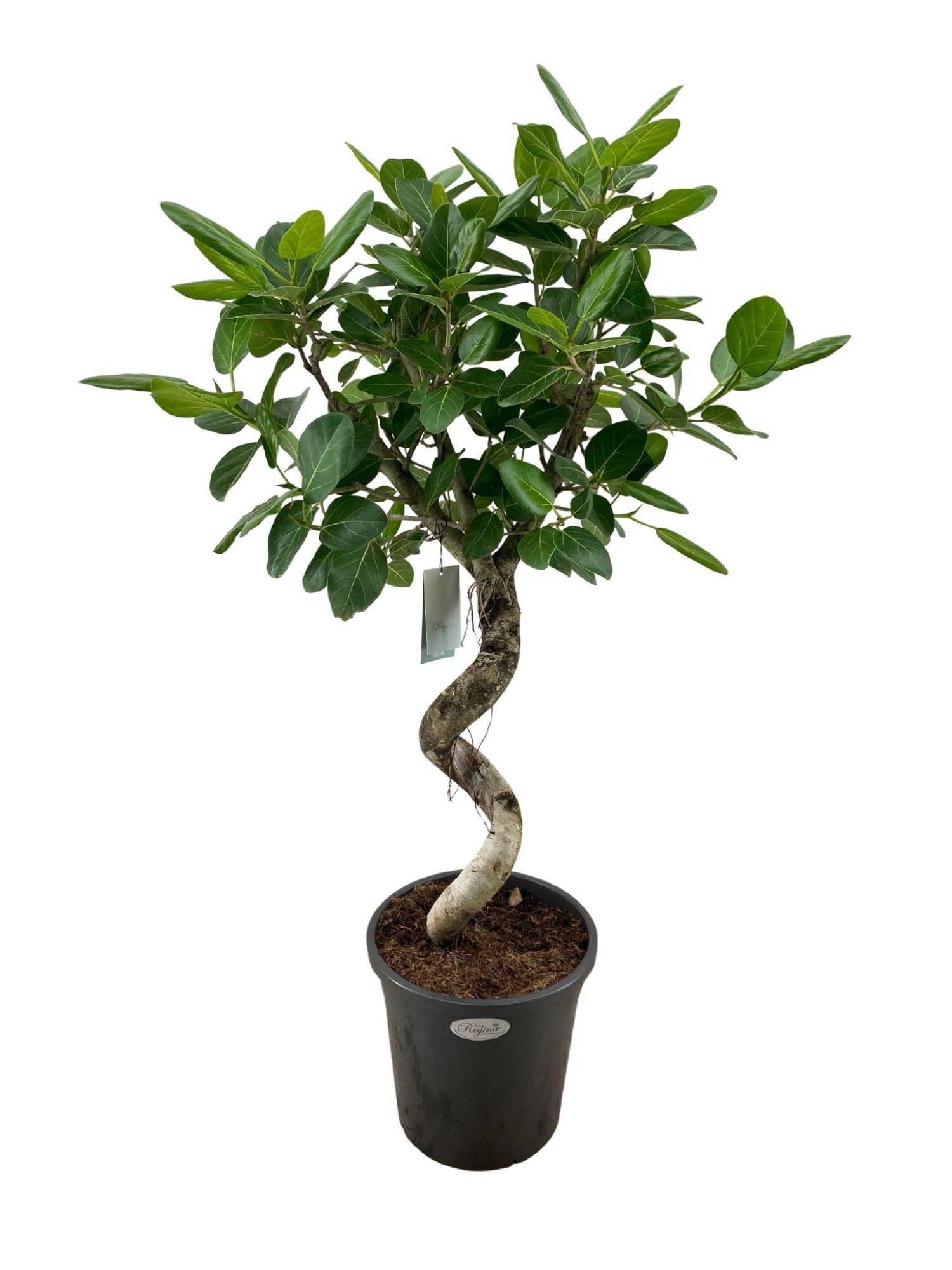 Ficus Benghalensis Audrey spiraal p31, D 31