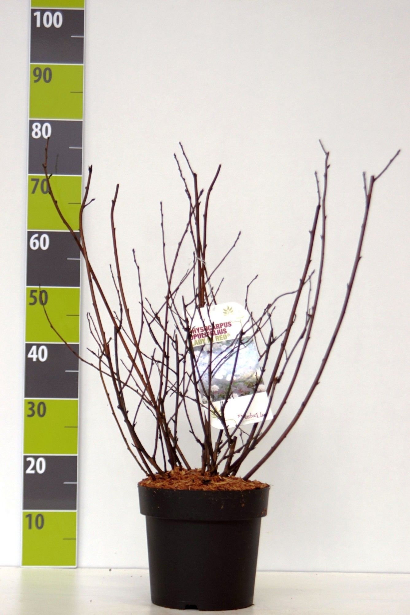 Physocarpus opulifolius 'Lady in Red'® C 4,6, D 23