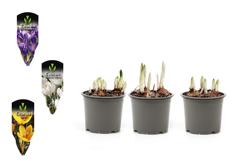 CROCUS-HYBRIDER, D 9