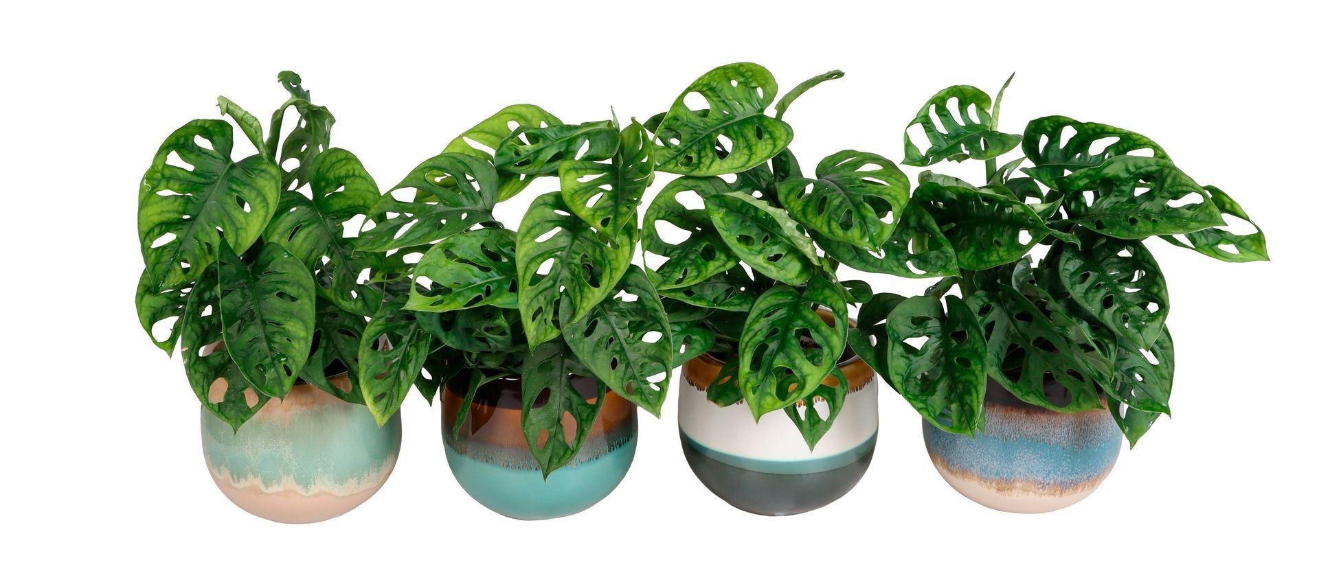 L 67329 Monstera Obliqua 10.5 cm, D 10,5