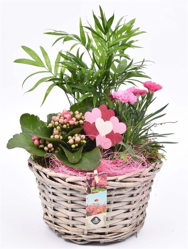 Wilg mand grijs met oor 23cm, D 23