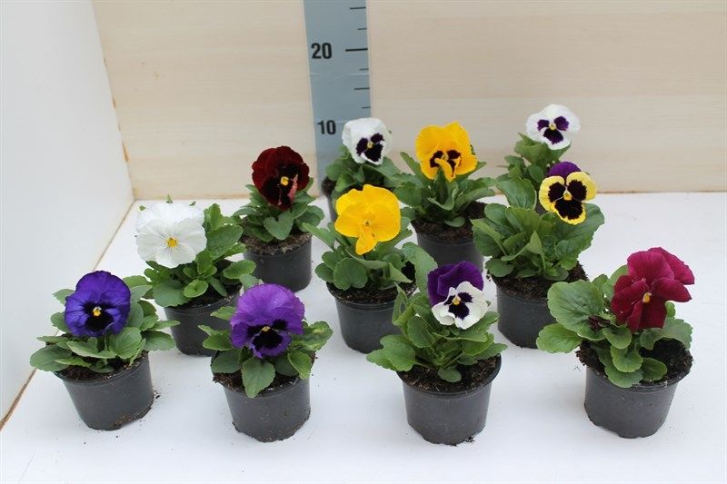 Viola Colossus F1 Formula gemengd, D 9