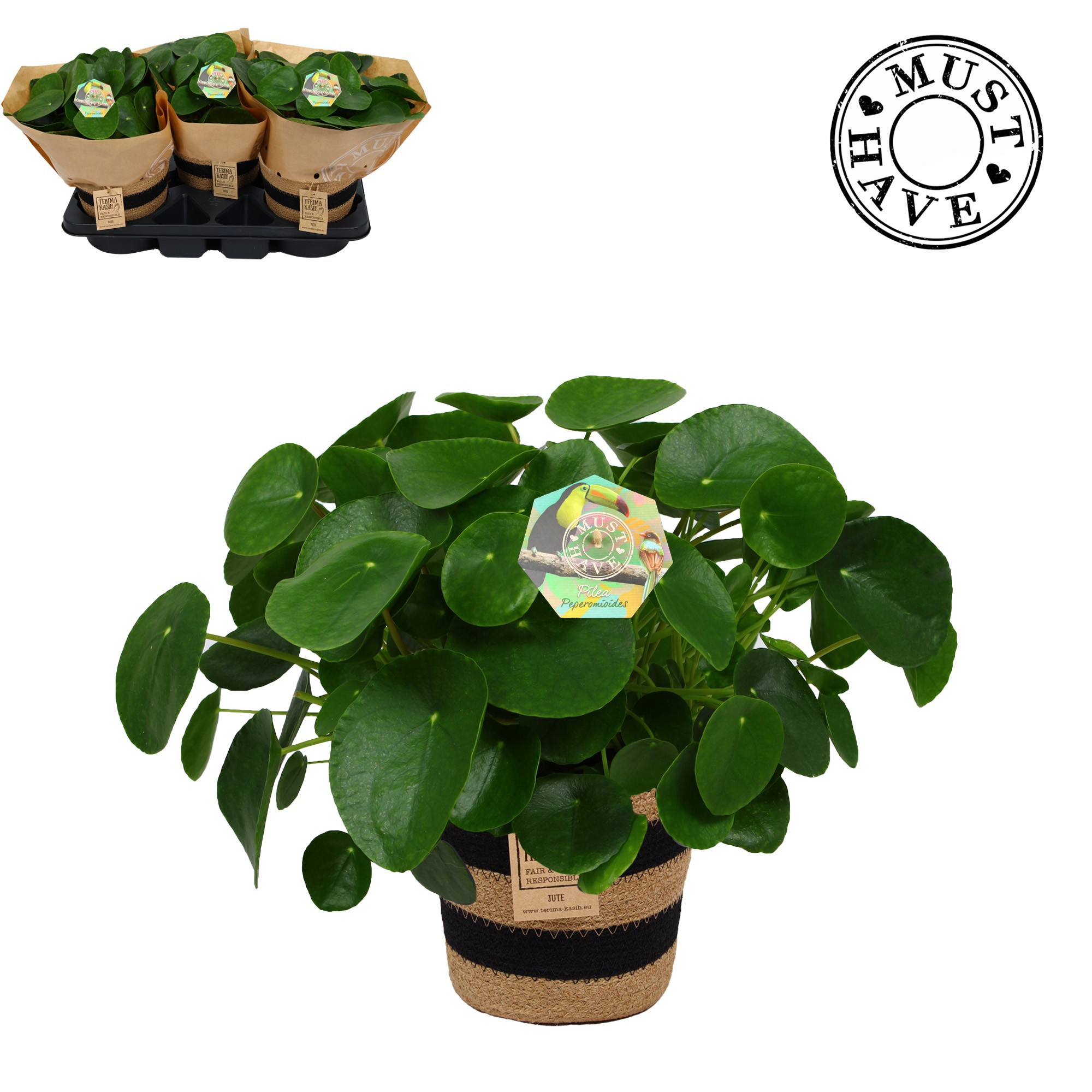 Pilea Peperomiodes in jutte mand ''must have'', D 17