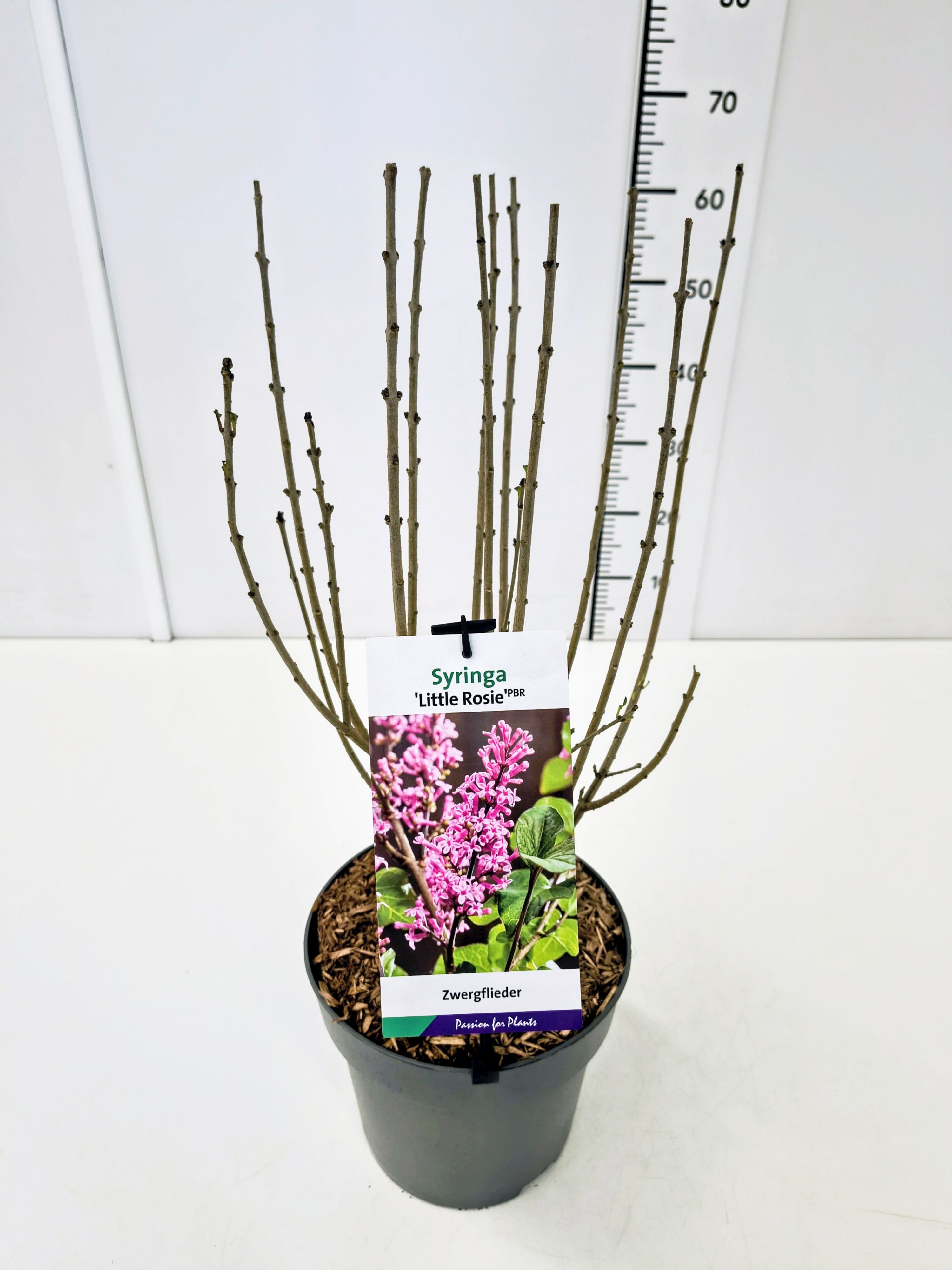 Syringa 'Little Rosie' 40-60C5, D 23