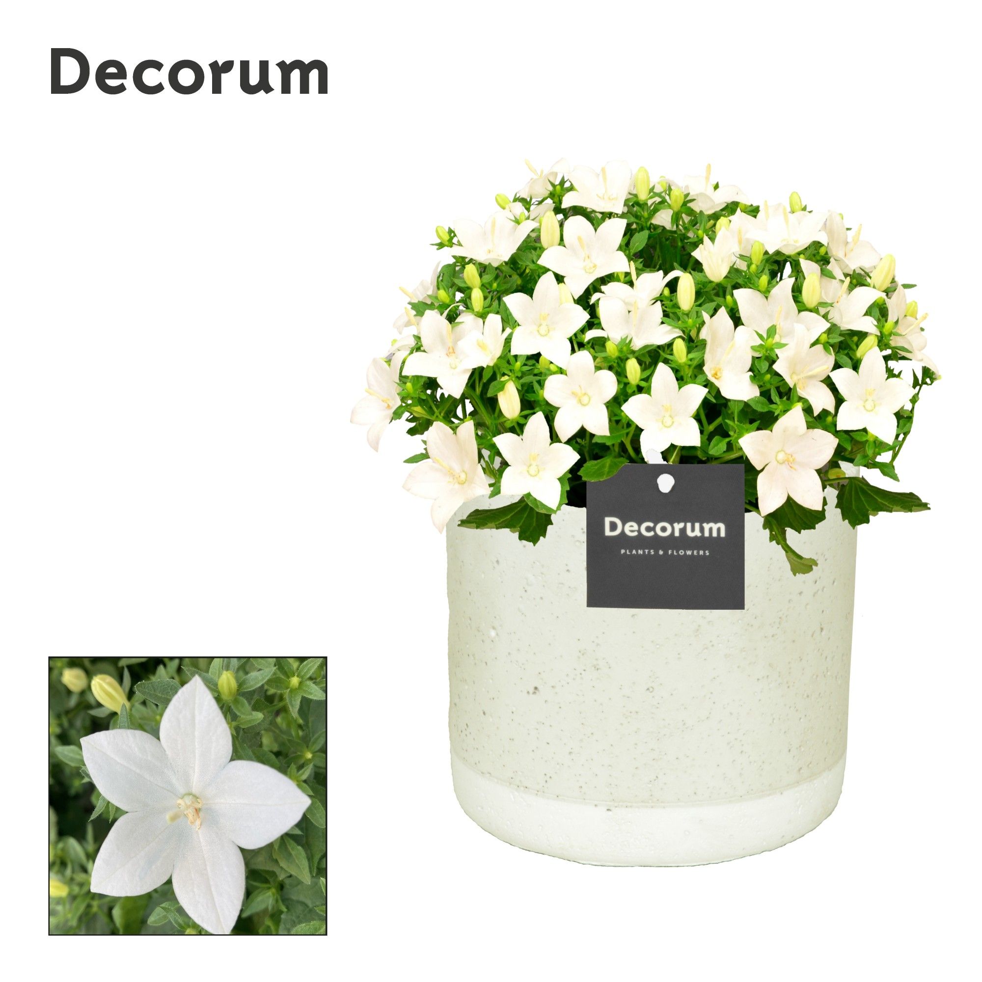 Campanula 'Atlanta' Decorum Jade, D 14