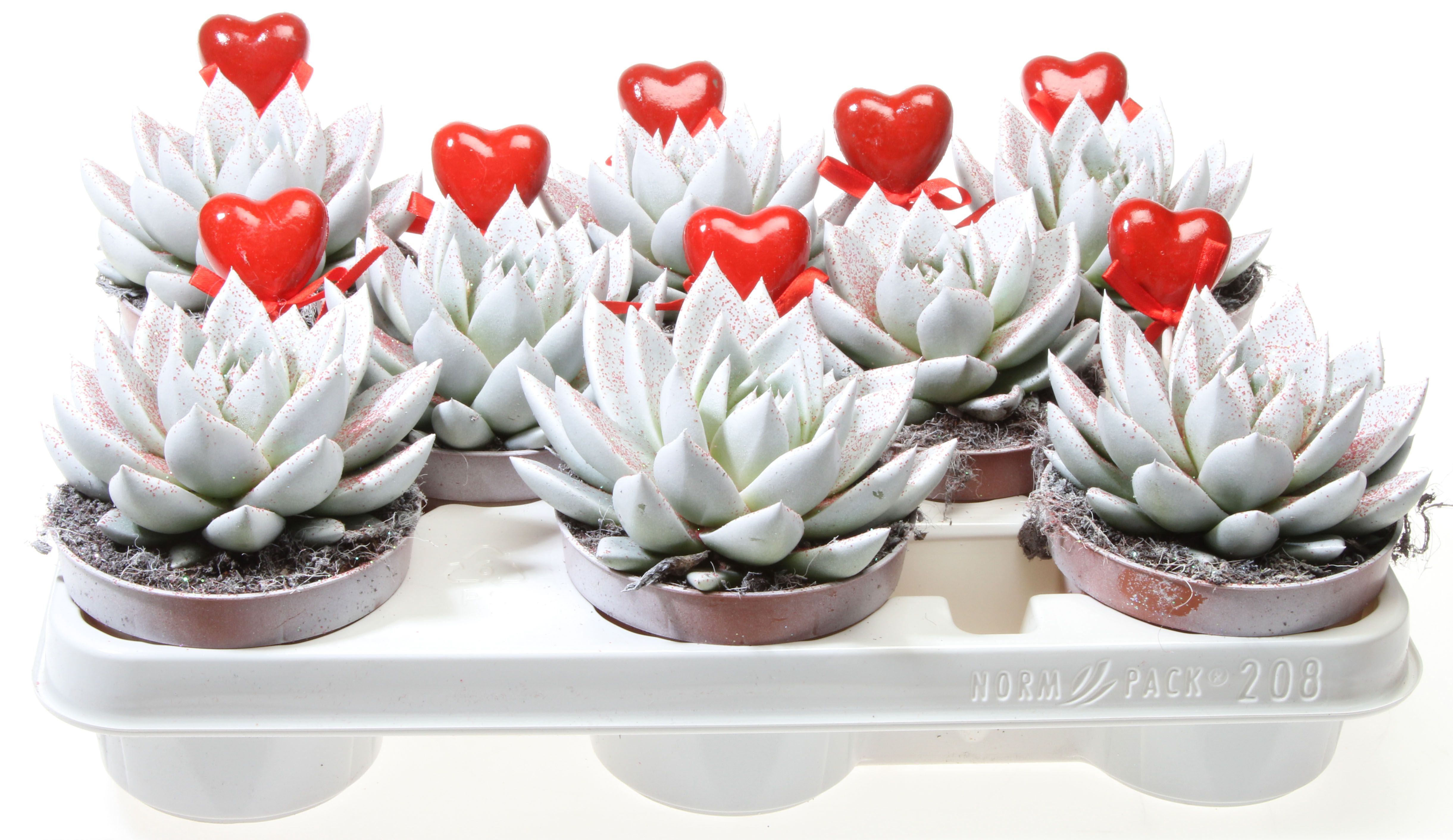 Miranda wit rode glitter + hartje, D 10,5