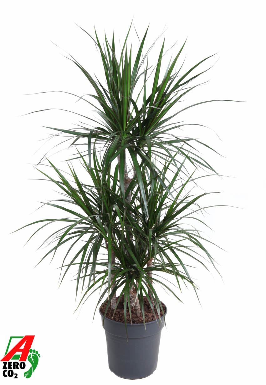 Dracaena Marginata 60-carrousel, D 24