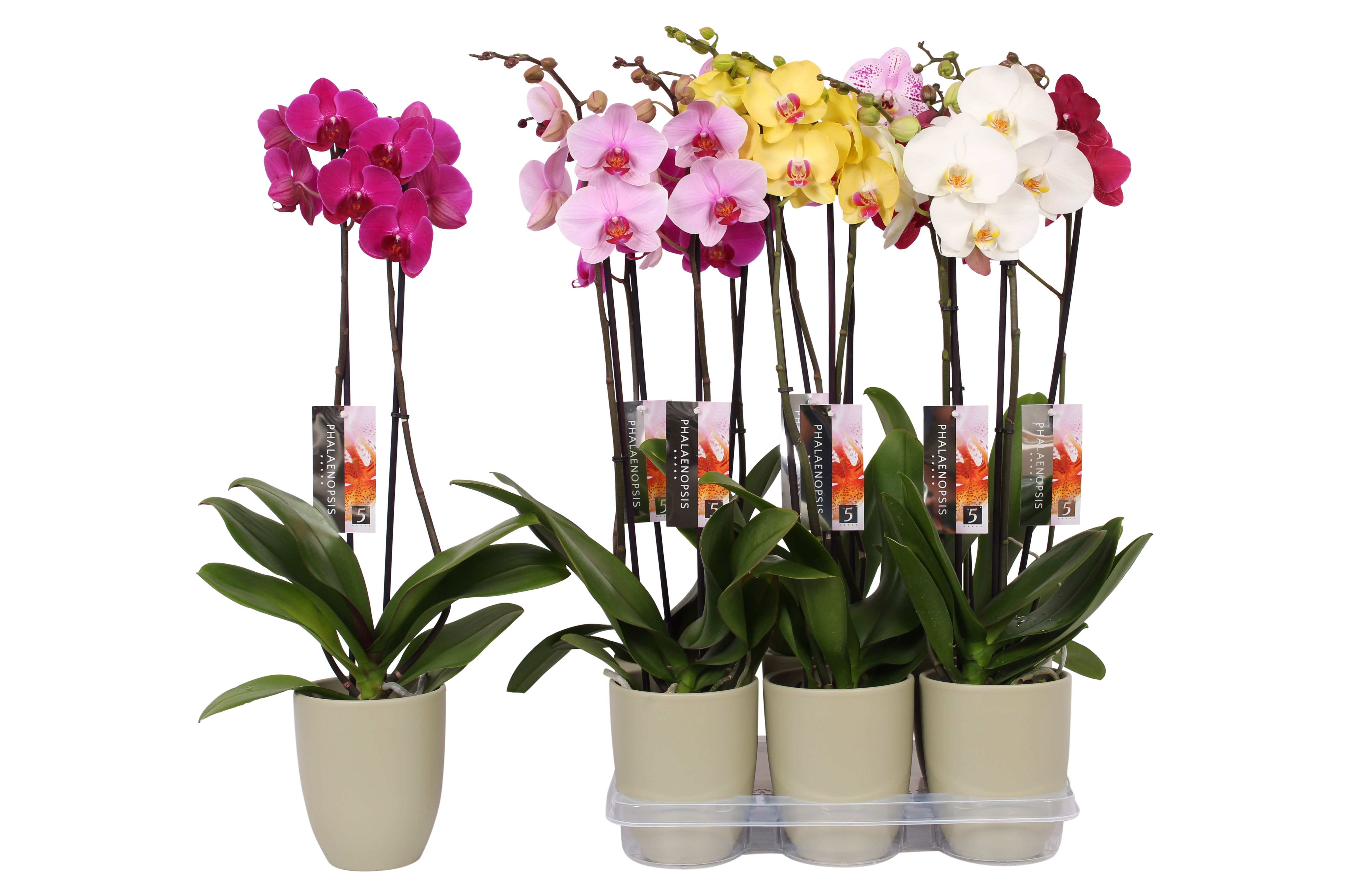 Phalaenopsis mix, 2-spike Green Ceramics, D 12