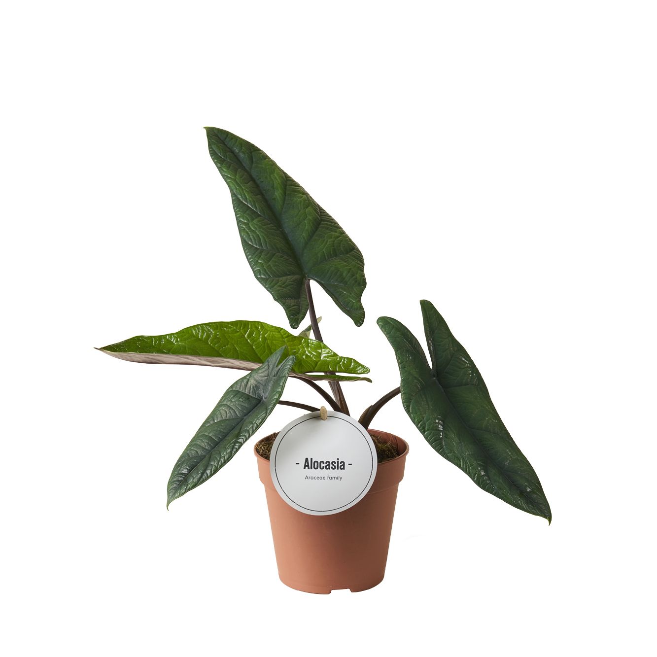 Alocasia Scalprum, D 12