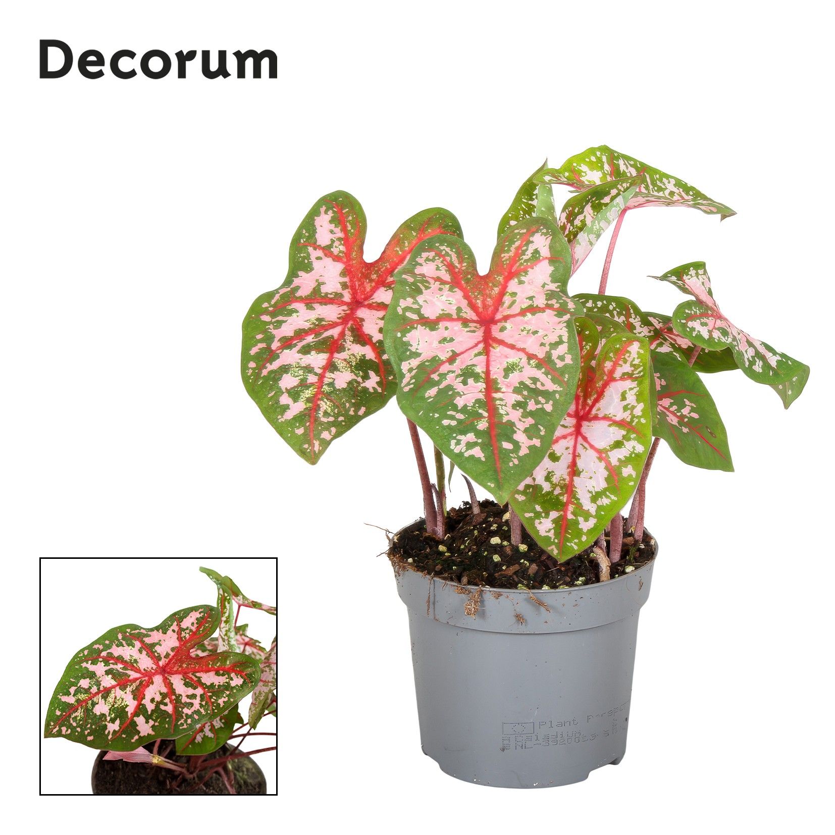 Caladium Carolyn Whorton Decorum, D 13