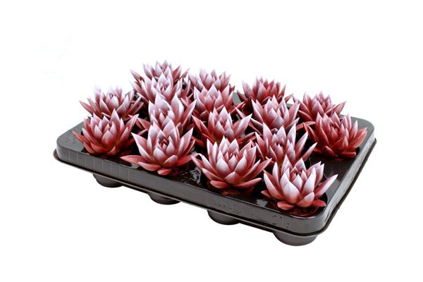 Miranda bicoloured red/white, D 6