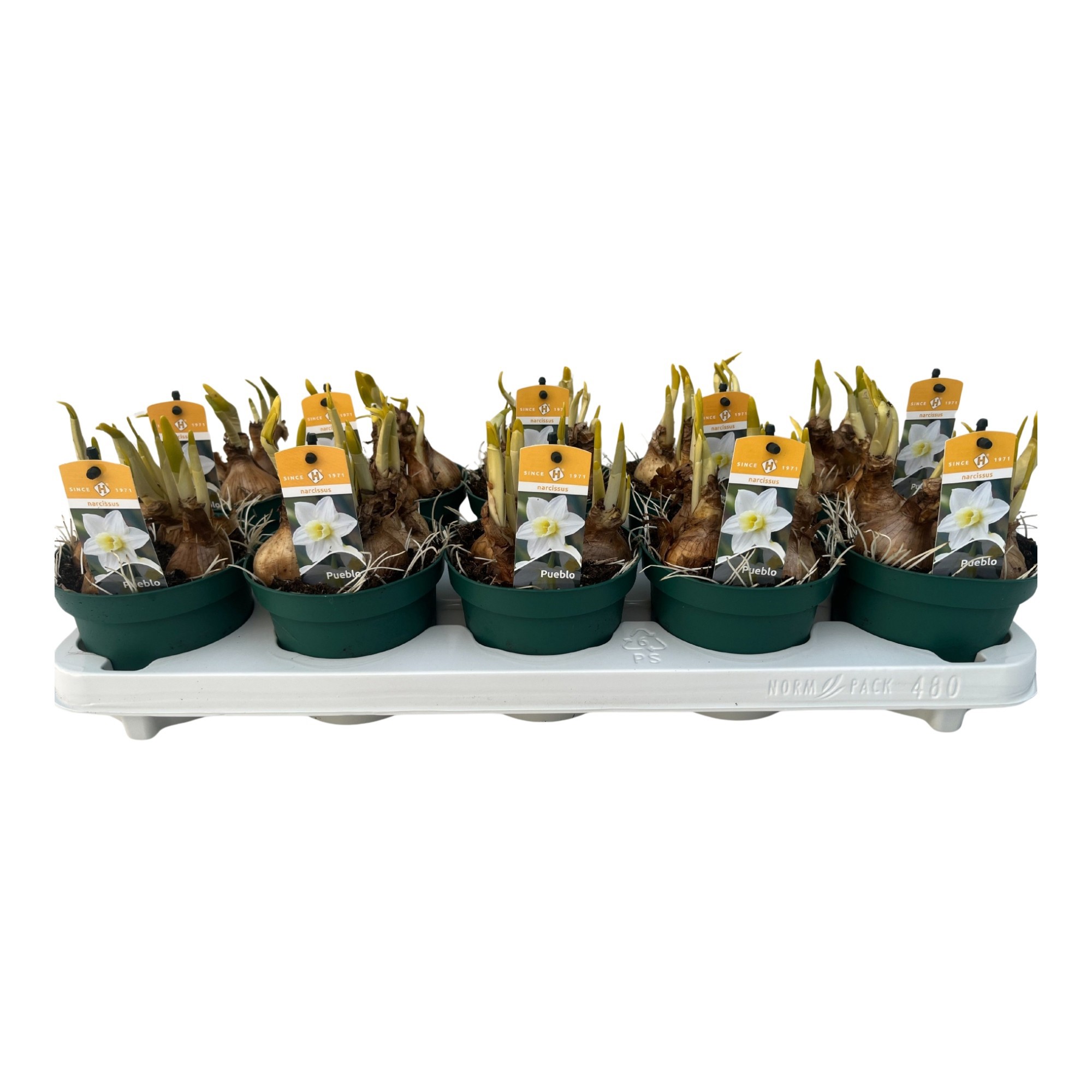 Narcis Pueblo 12 cm., D 12