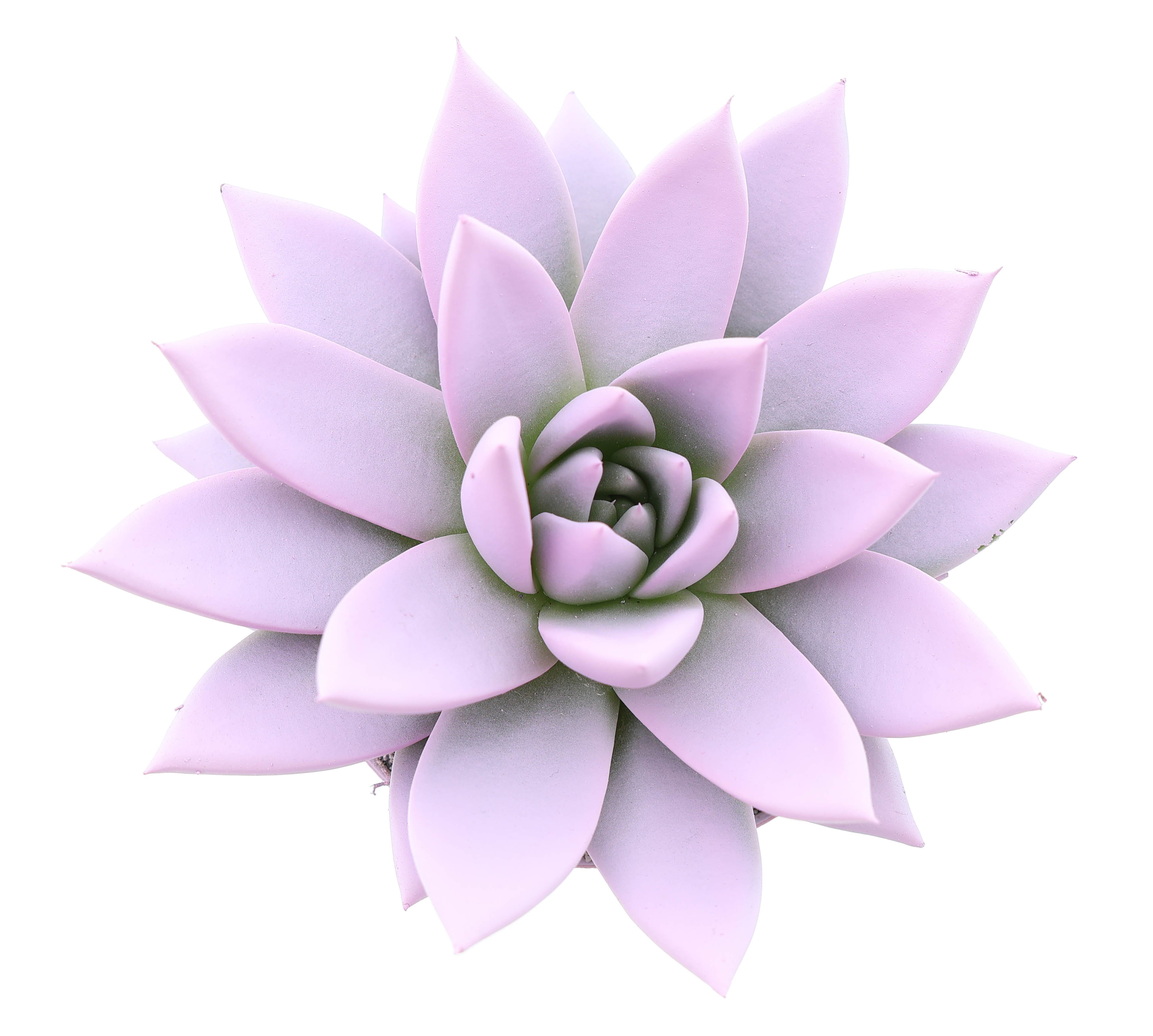 Rainbow baby pink, D 8,5