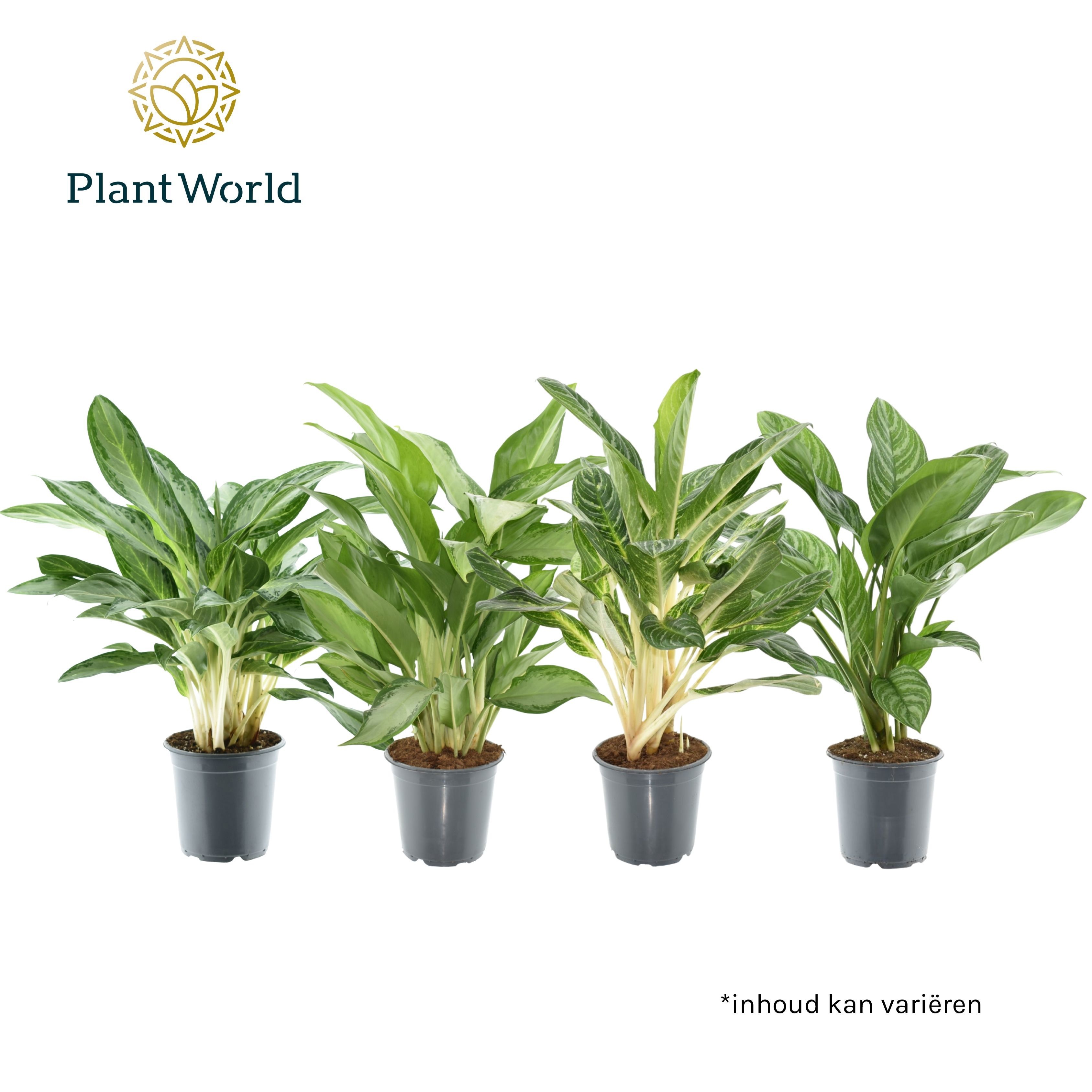 Aglaonema gemengd, D 21