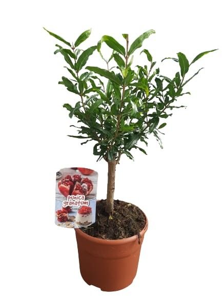 Punica granatum stem C19, D 19