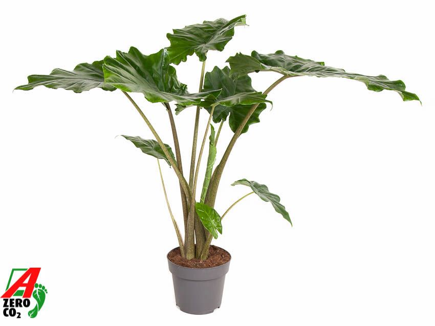 Alocasia Portodora (NO GAP), D 24