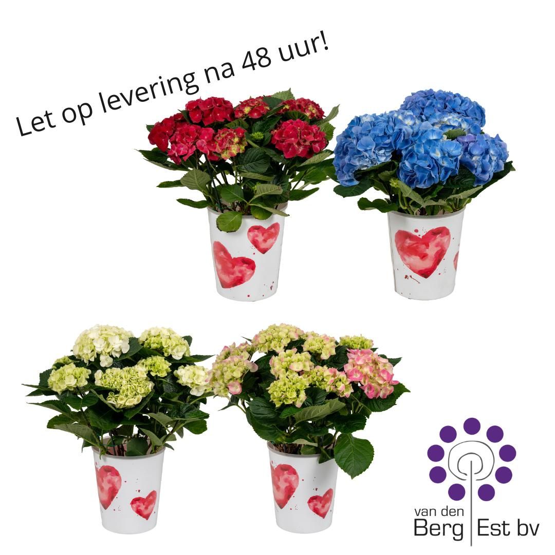 Hydrangea Mix Moederdag/Valentijn pot 5/8, D 14