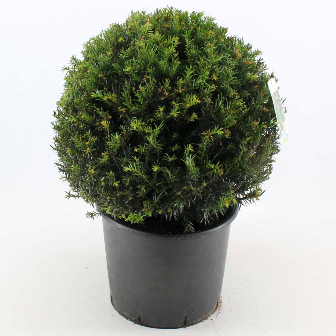 Taxus baccata, bol, D 32