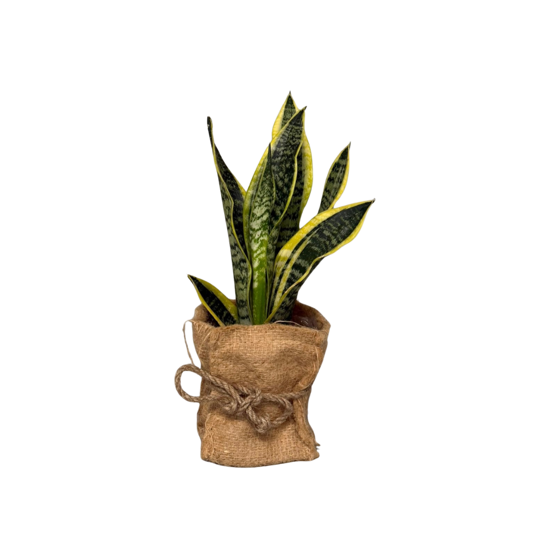 Sansevieria superba in Country Living jutebag, D 12