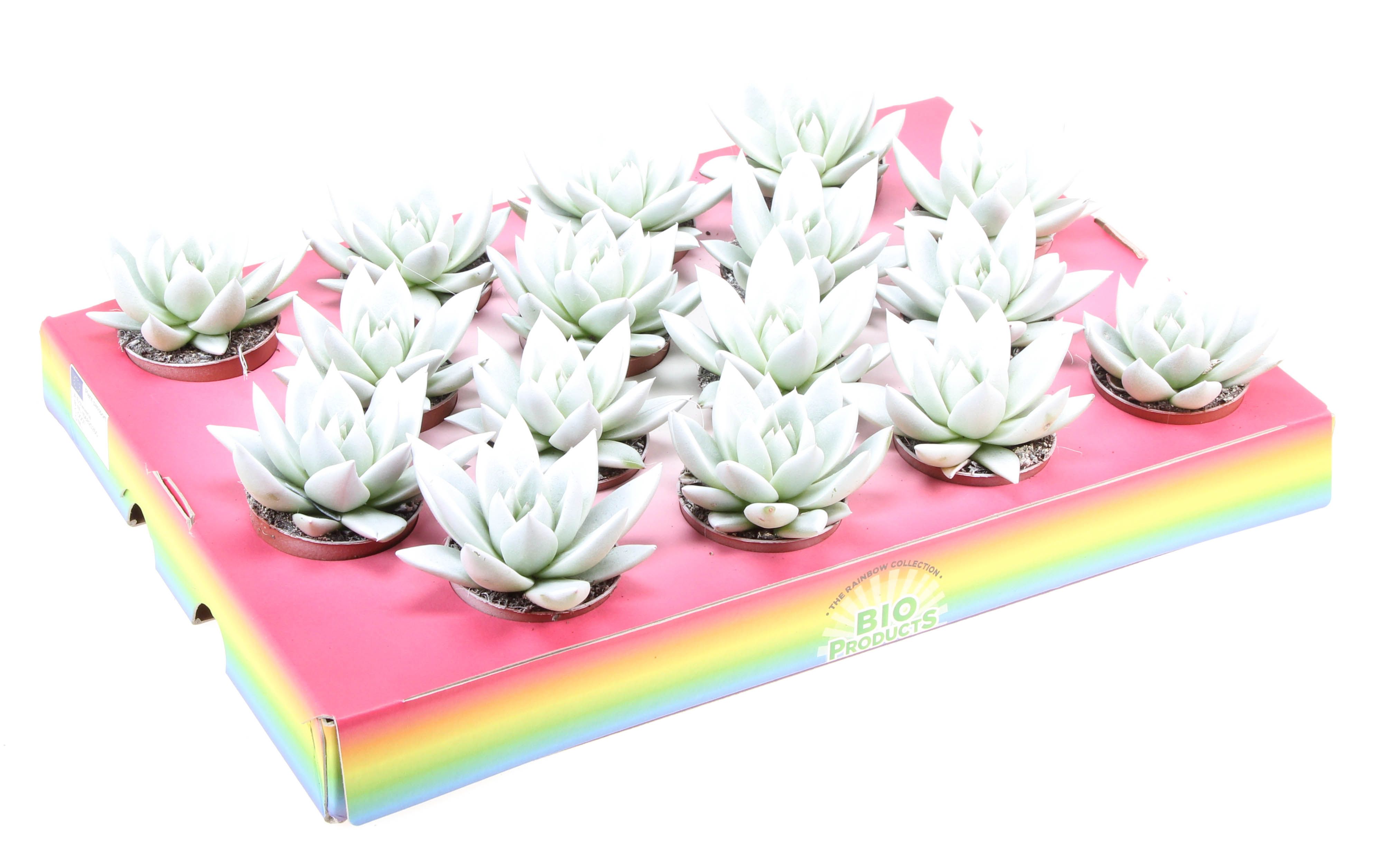 Bio miranda rainbow white, D 6