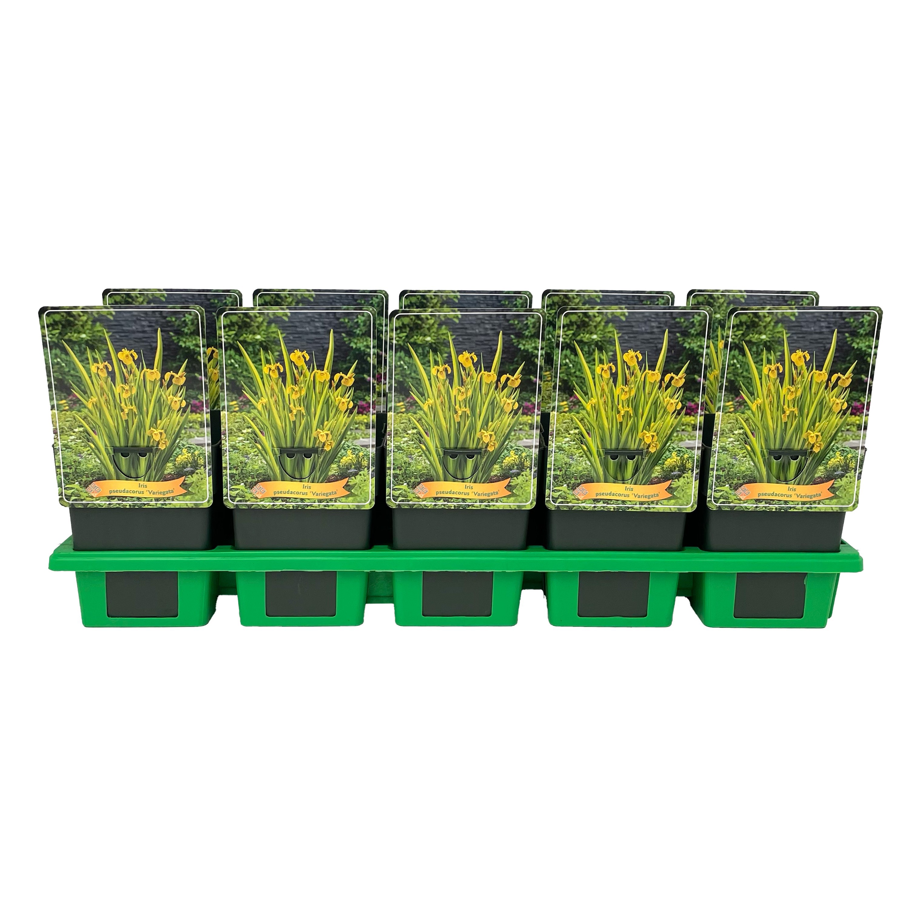 Iris pseudacorus 'Variegata' P11, D 11