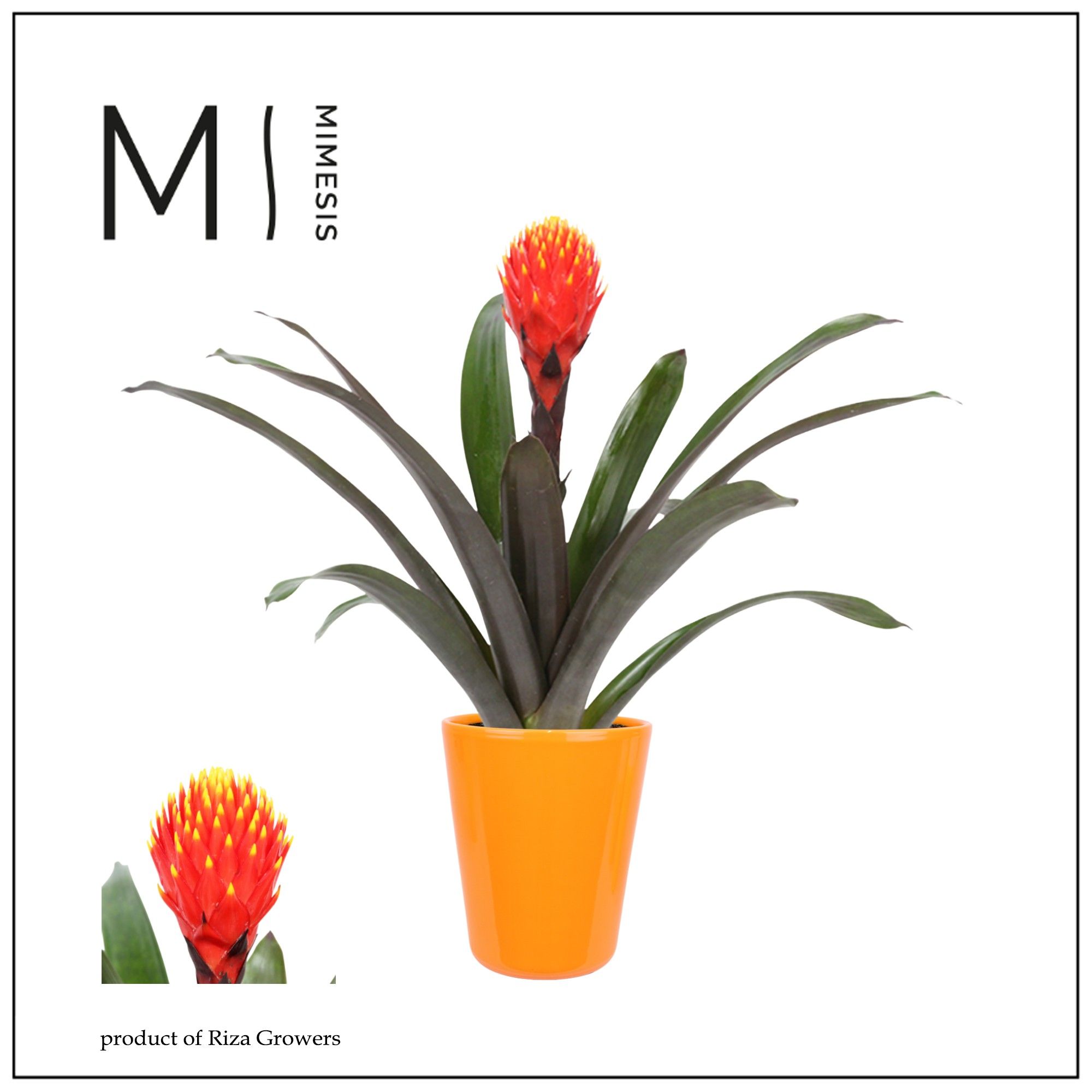 Guzmania Rockyflower Tala - 13cm in Florence | Mimesis, D 12
