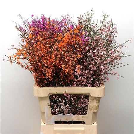 Гениста крашеная Пинк за пучок 60 (краш. ), пуч.