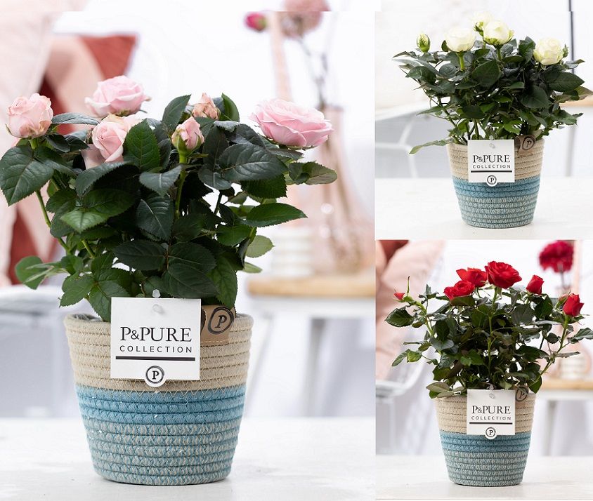 Rosa gemengd in P&PURE Fashionpot Valerie, D 12