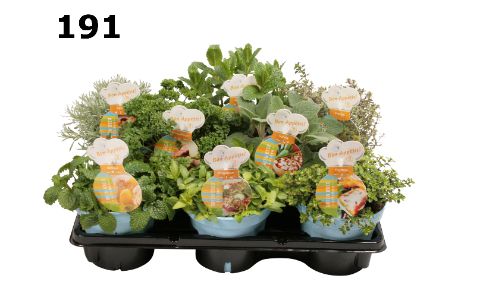 Kruiden 12 cm gemengd, D 12