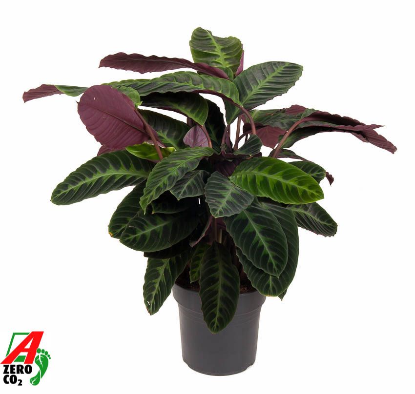 Calathea Warscewiczii, D 27