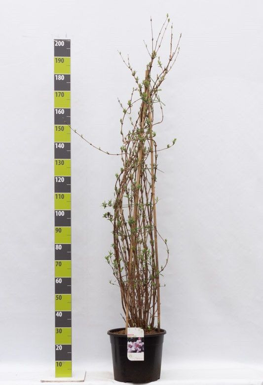 Deutzia hybrida 'Mont Rose' C 20, D 36