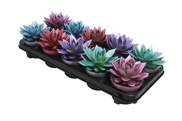 Miranda coloured metallic mix, D 10,5