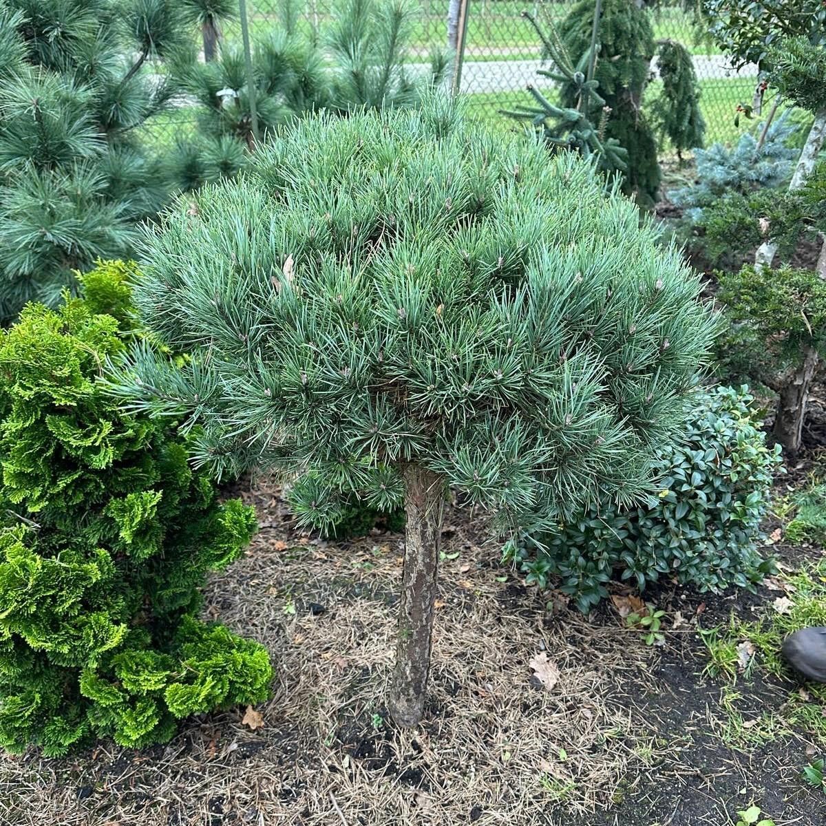 Pinus strobus 'Radiata' --stam 50 cm/bol 60 cm, D 40