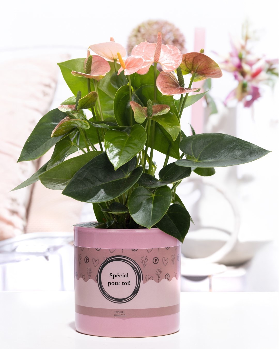 Anthurium pink (Spirit) in P&P cadeau concept: SPECIAL POUR TOI!, D 12
