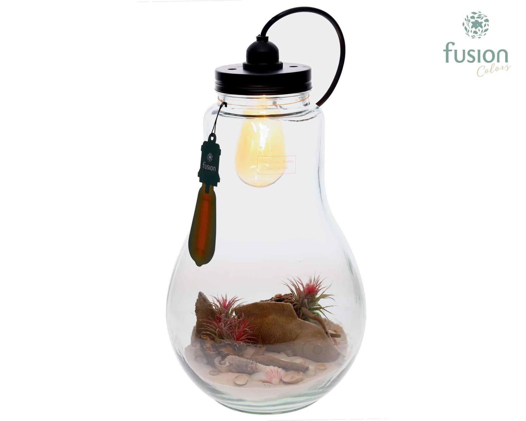 Glas Terrarium XXL met verlichting met Tillandsia Air Plants Maritiem, D 24
