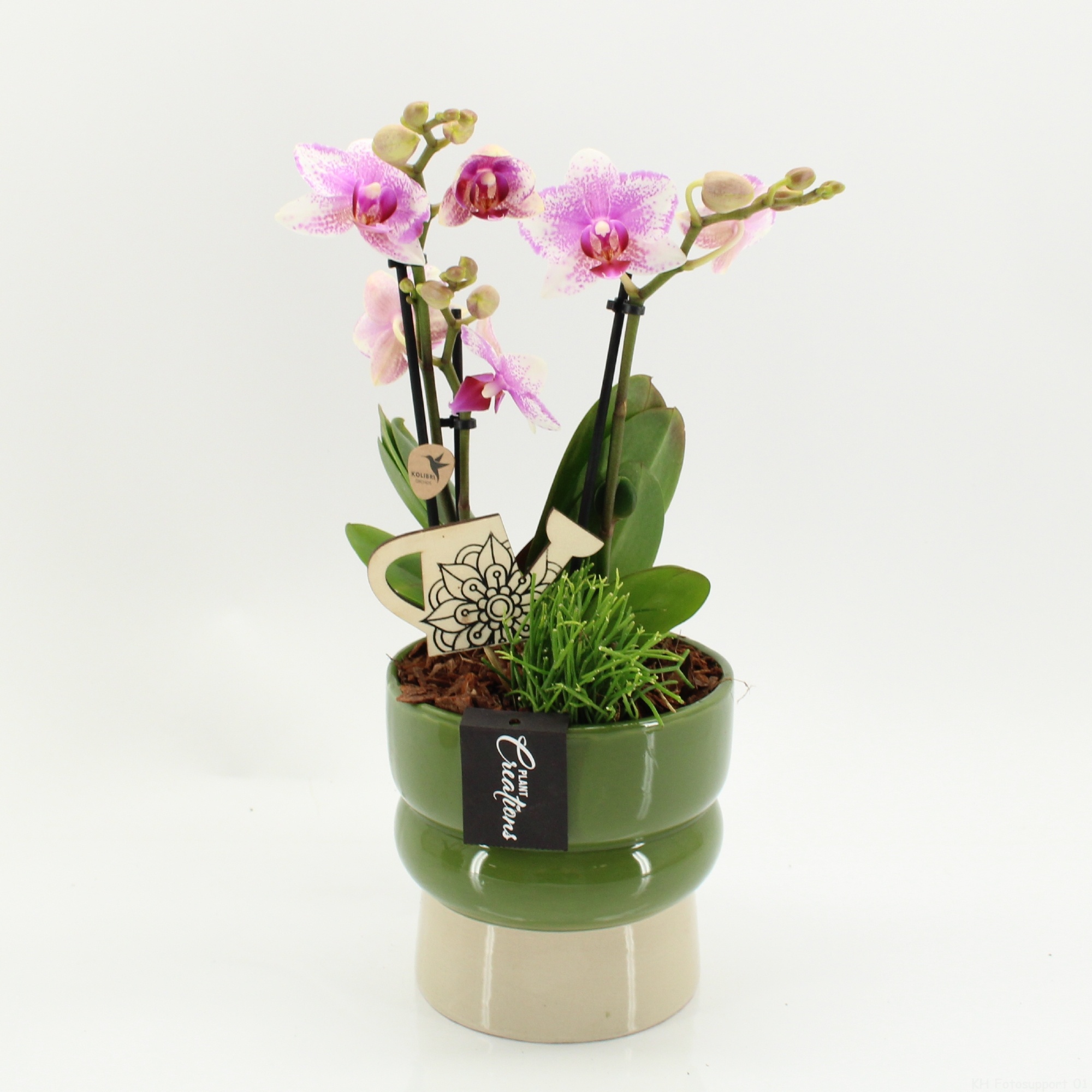 PHAL-2619RZ Phalaenopsis creatie, D 14